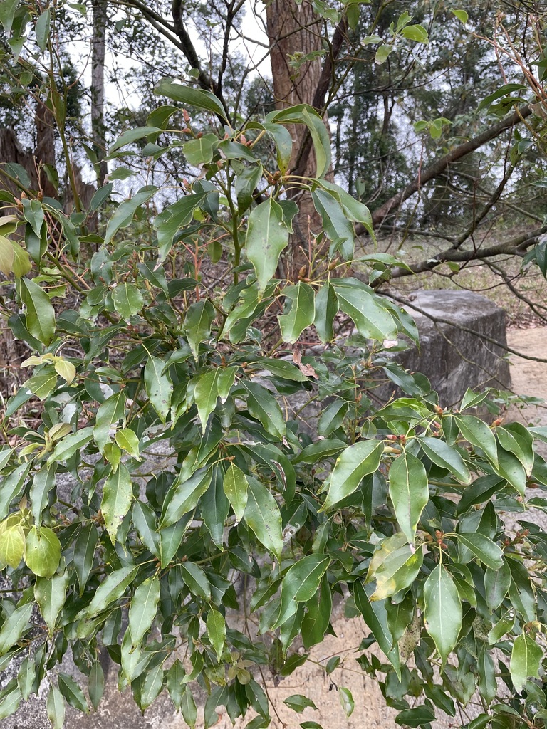 Foto de Canforeira