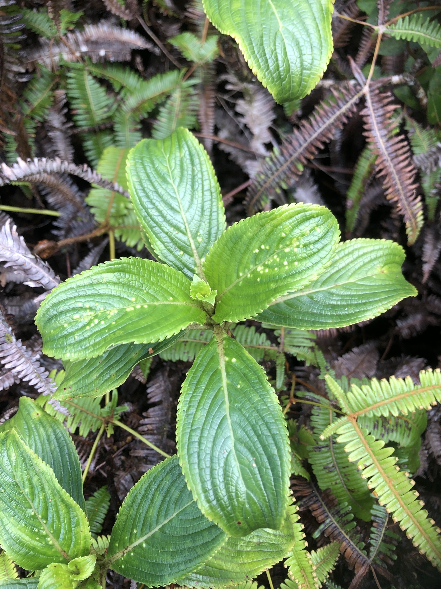 Imagem de Hortênsia