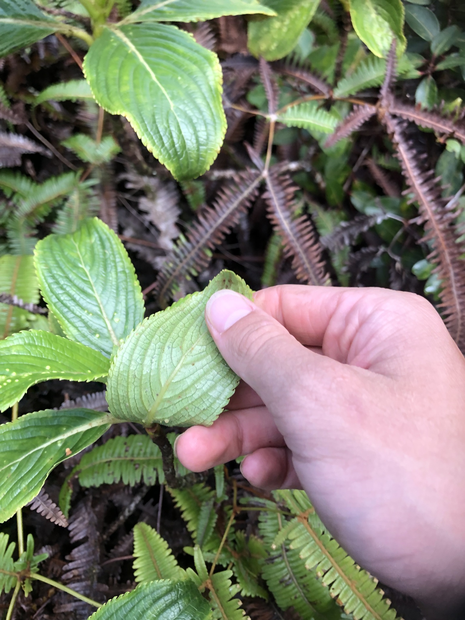 Imagem de Hortênsia