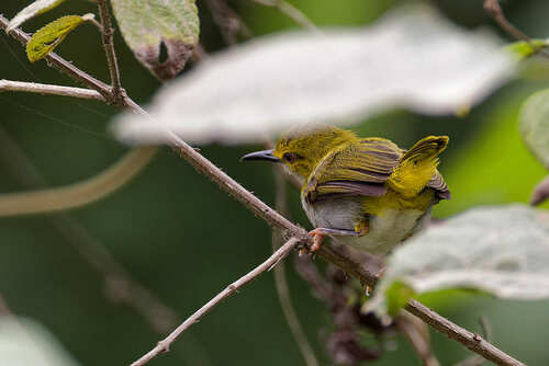 iNaturalist image