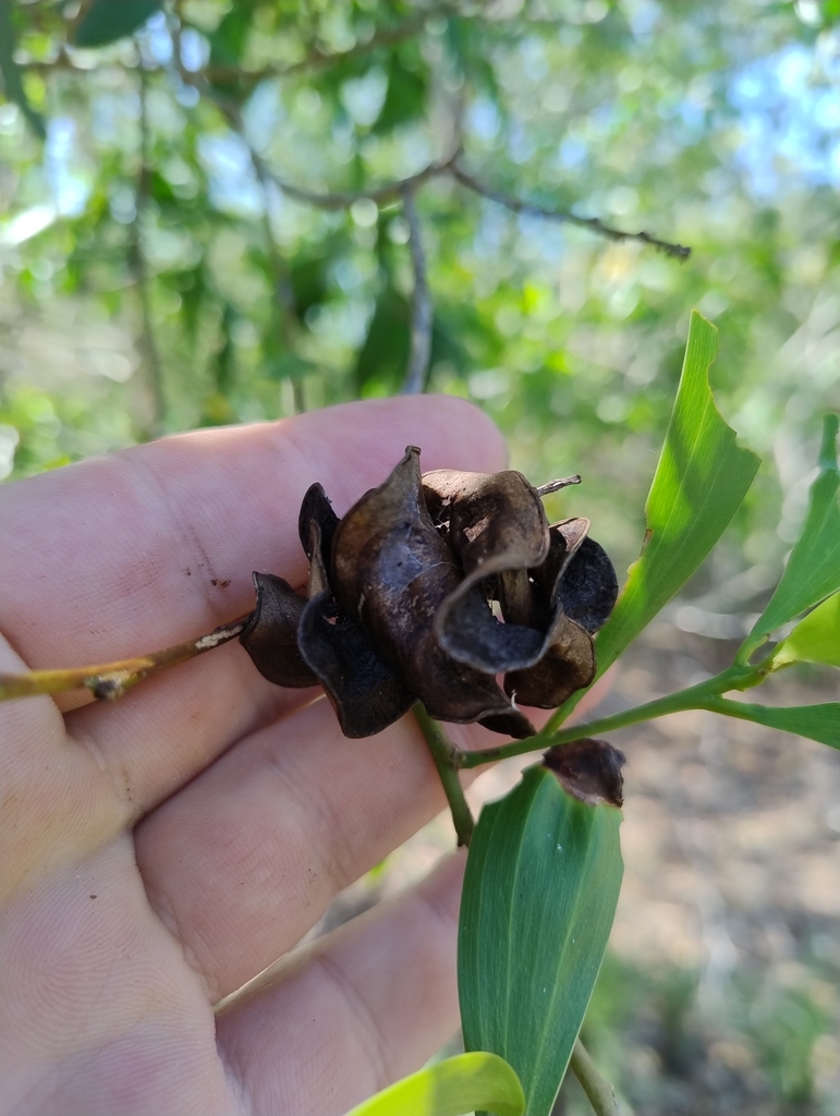 Foto de Acácia-australiana