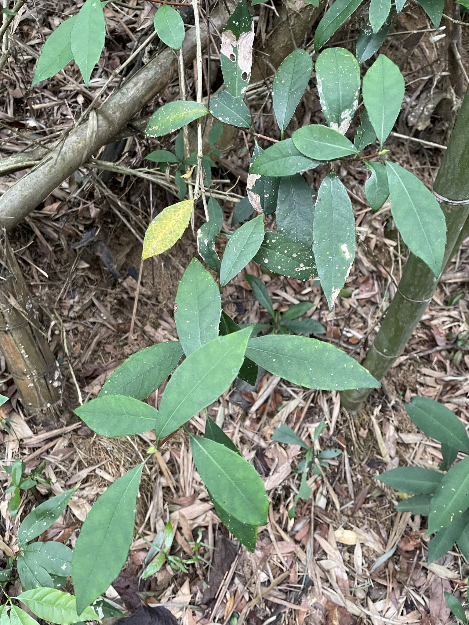 Imagem de Hortênsia