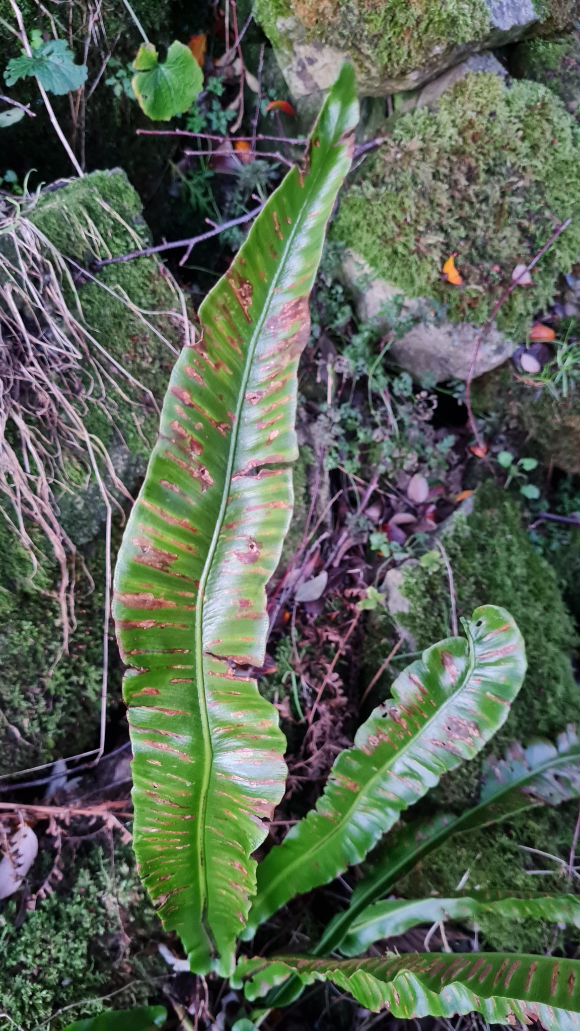 Imagem de Língua-de-veado