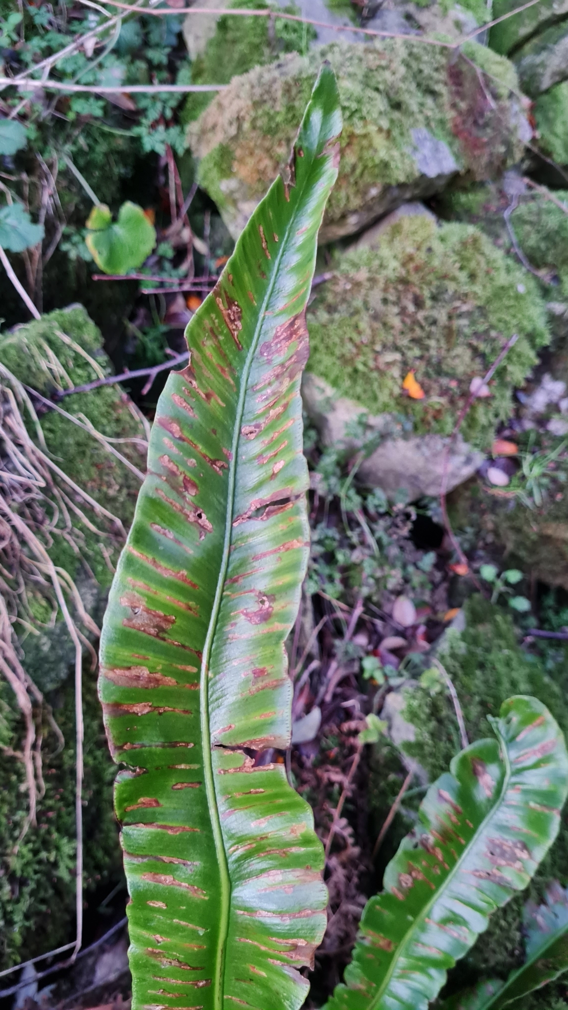 Imagem de Língua-de-veado