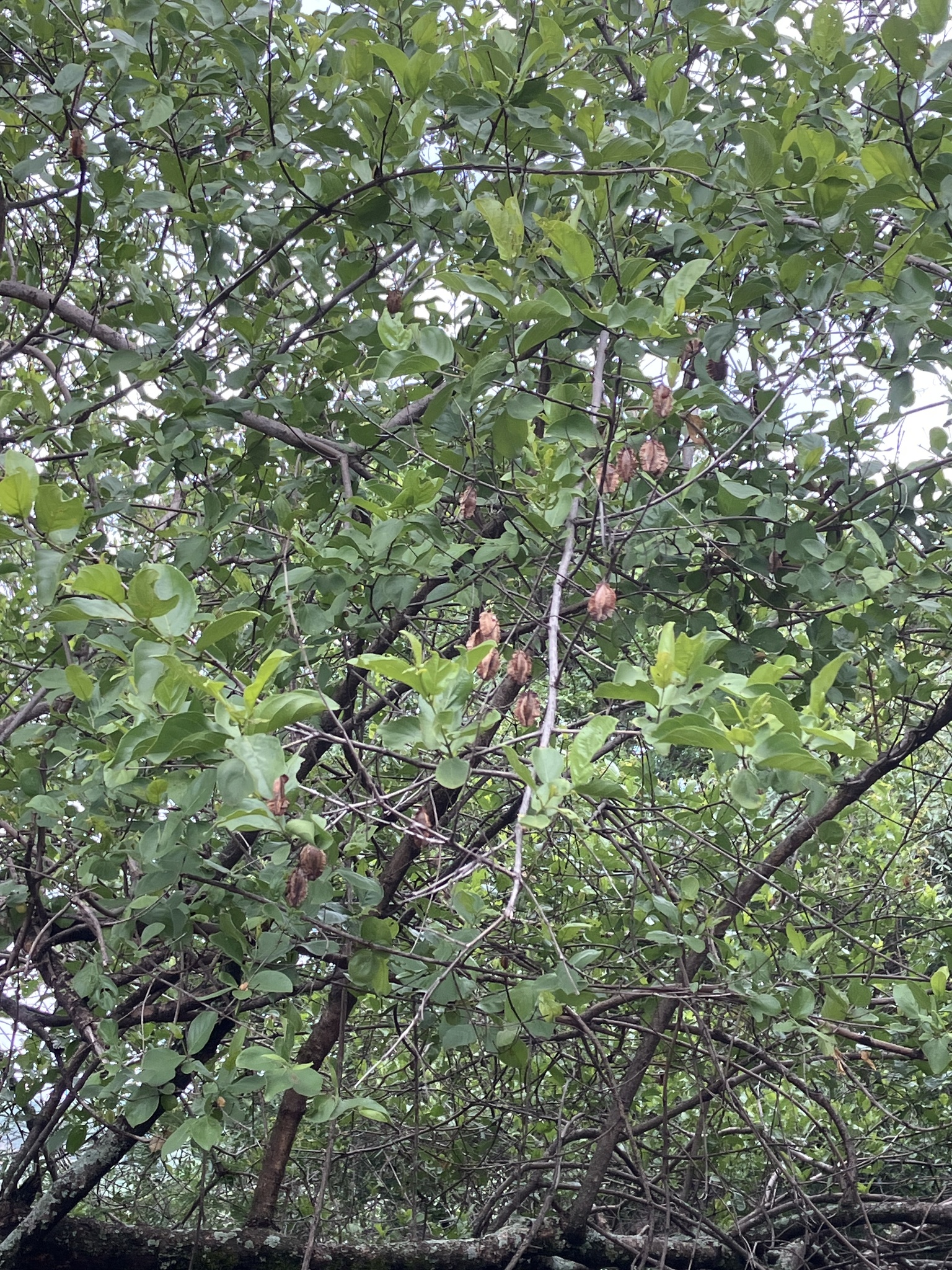 Imagem de Combretum apiculatum é conhecido como "muamba"