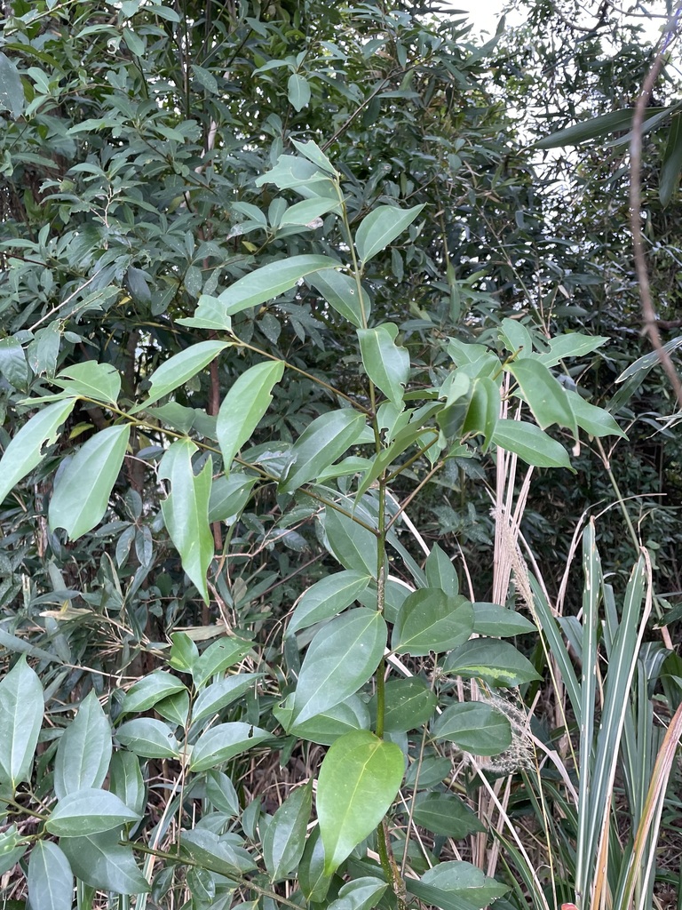 Foto de Canela-da-China