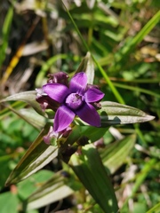 Gentianella auriculata