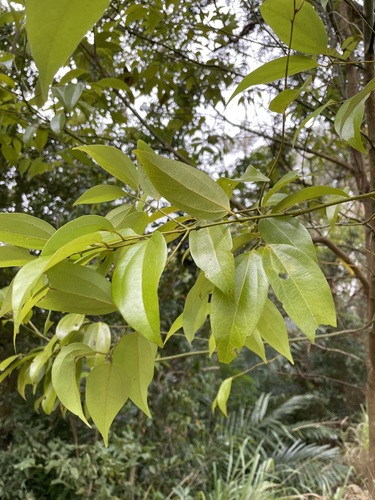Foto de Canela-da-China