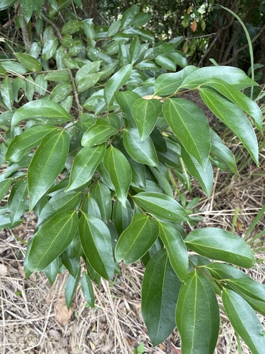 Foto de Canela-da-China