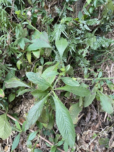 Foto de Serragem