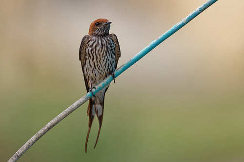 Lesser Striped Swallow