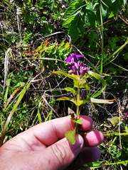 Gentianella auriculata