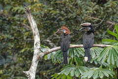 Black-Casqued Hornbill photo 1
