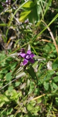Gentianella auriculata