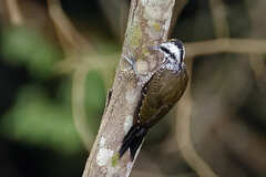 Yellow-Crested Woodpecker photo 4