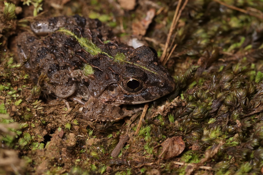 Kanchanaburi Rain-Pool Frog
