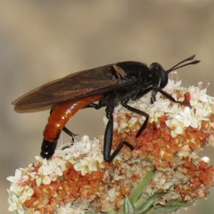 Mydas ventralis