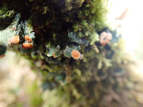 Erioderma tomentosum, 2025-01-01
