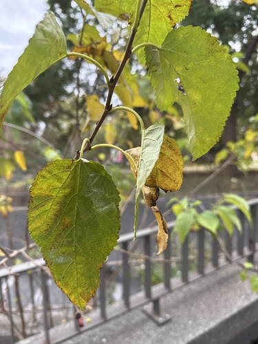 Foto de Amora