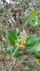 Comarostaphylis diversifolia planifolia
