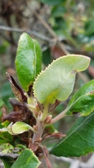 Comarostaphylis diversifolia planifolia