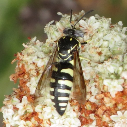 Bicyrtes viduatus (Handlirsch, 1889)