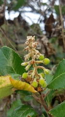 Comarostaphylis diversifolia planifolia