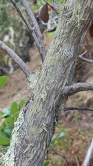 Comarostaphylis diversifolia planifolia