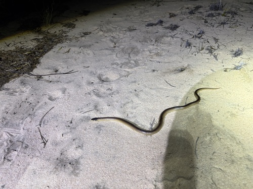 Black-naped Hooded Snake sighting