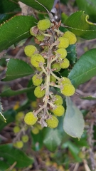 Comarostaphylis diversifolia planifolia