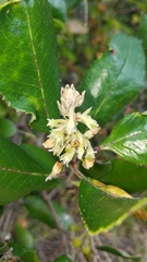 Comarostaphylis diversifolia planifolia