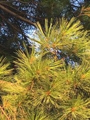 Pinus strobus