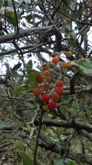 Comarostaphylis diversifolia planifolia