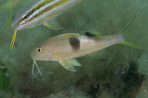 Zijvlek-mul (Parupeneus pleurostigma) — Mullidae — 5