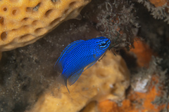 Australian Damsel photo 3
