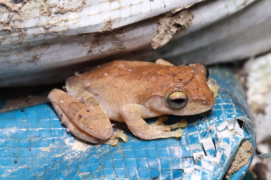 Jarujin's Flying Frog