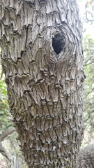 Comarostaphylis diversifolia planifolia