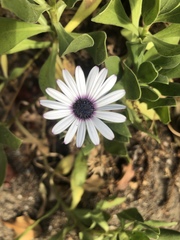 Dimorphotheca ecklonis