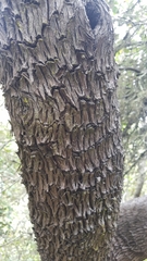 Comarostaphylis diversifolia planifolia