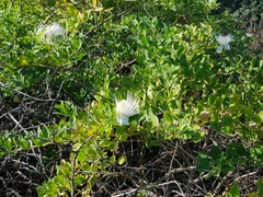 Capparis sandwichiana