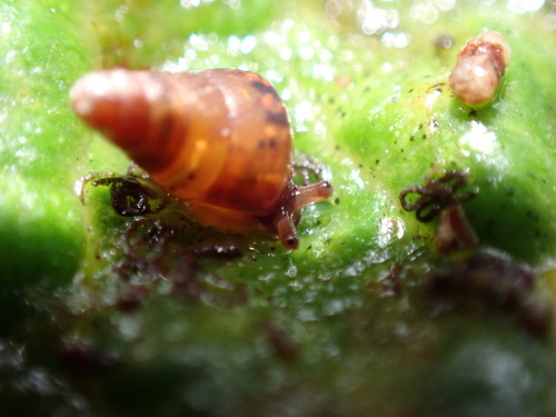 Auriculella tenella observed 2025-01-01