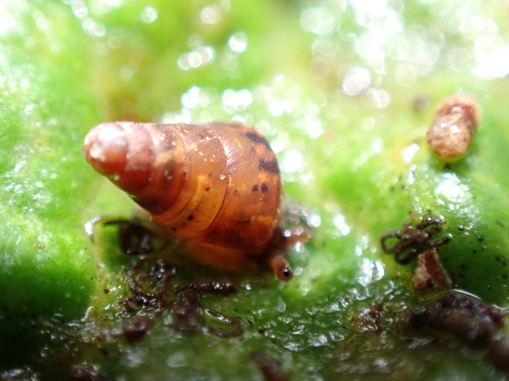 Auriculella tenella
