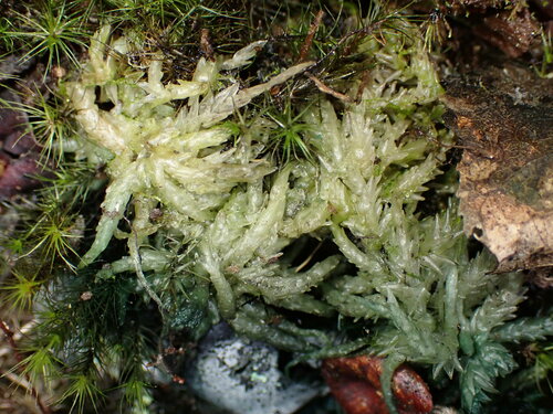 Sphagnum palustre observed 2025-01-01