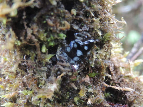 Auriculella observed 2025-01-01