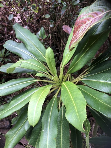 Clermontia oblongifolia, 2025-01-01