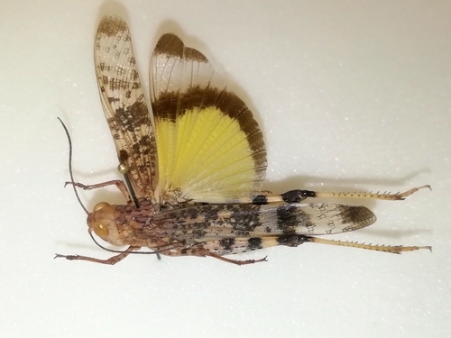 Scintharista notabilis