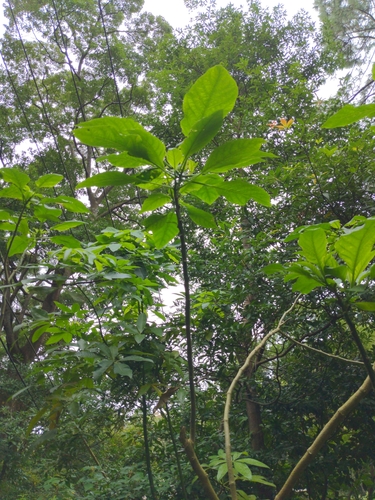 Foto de Trombeta-de-anjo