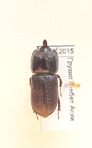 roháčik bukový (Sinodendron cylindricum)