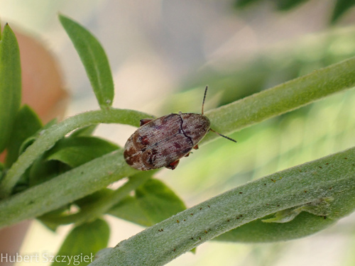 Mimosestes nubigens observed 2025-01-01