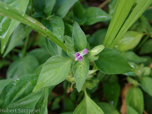 Dicliptera chinensis observed 2025-01-01
